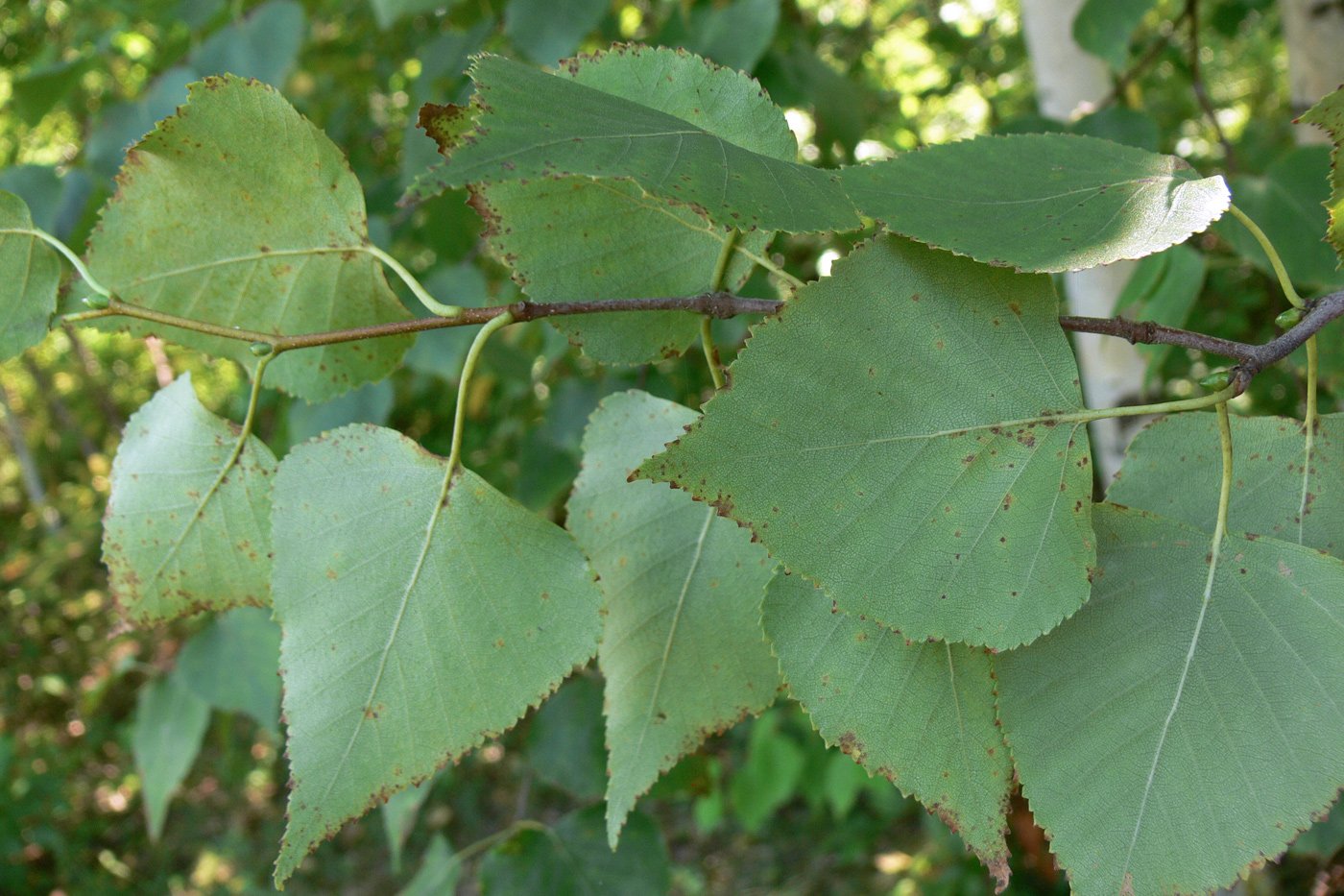 Береза маньчжурская Betula mandshurica