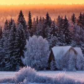 Лес зимой (138 фото)