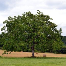 Грецкий орех дерево (138 фото)