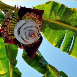 Банановая Пальма (133 фото)