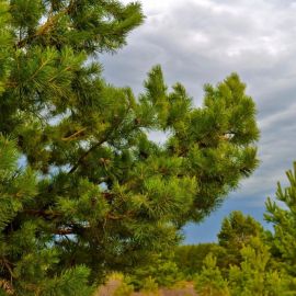 Сосна дерево (142 фото)