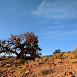 Анчар дерево (138 фото)