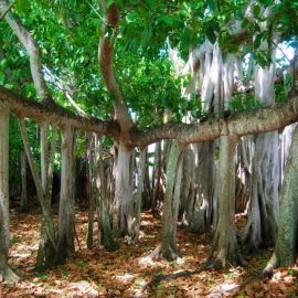 Баньян дерево (129 фото)