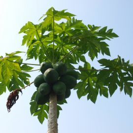 Папайя дерево (69 фото)