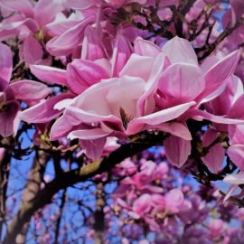 Деревья цветущие розовыми цветами (19 фото)