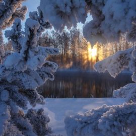 Зима лес снег (79 фото)