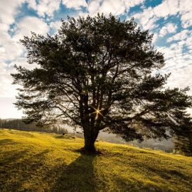 Дерево на Холме (80 фото)