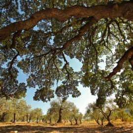 Олива дерево (70 фото)