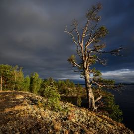 Карельская сосна (21 фото)