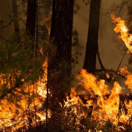 Пожар в лесу (84 фото)