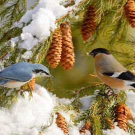 Птицы зимой в лесу (74 фото)