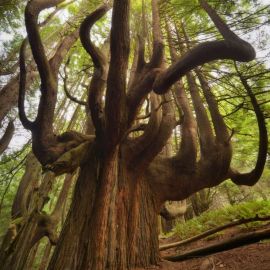 Эбеновое дерево (88 фото)