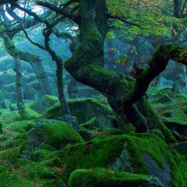 Шервудский лес (79 фото)