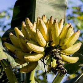 Бананы на Пальме (83 фото)