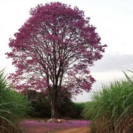 Каркас Южный дерево (80 фото)