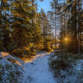 Зимний Сосновый лес (42 фото)