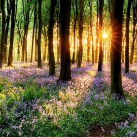 Красивый весенний лес (73 фото)