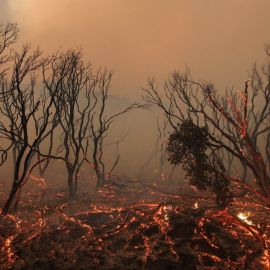 Лес после пожара (80 фото)