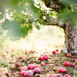 Яблоки на дереве (13 фото)
