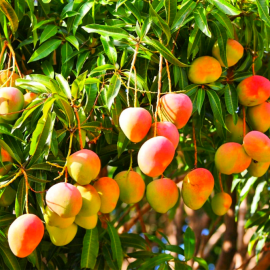 Манго фрукт дерево (80 фото)