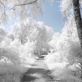 Белое дерево (91 фото)