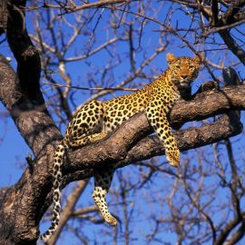 Леопард на дереве (94 фото)