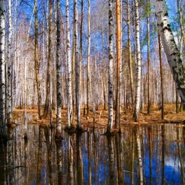 Апрельский лес (83 фото)