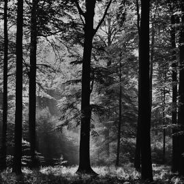 Чёрно белый лес (76 фото)