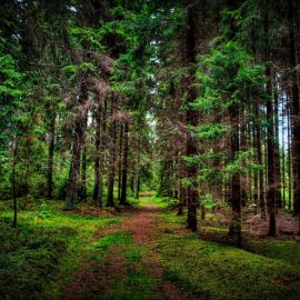 Густой лес (91 фото)