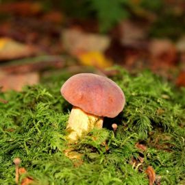 Съедобные грибы в лесу (93 фото)