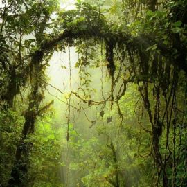 Джунгли леса (84 фото)