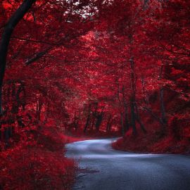 Красный лес (27 фото)