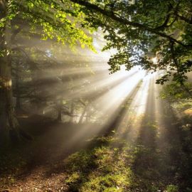 Свет в лесу (42 фото)