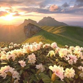 Цветы в горах Кавказа (71 фото)