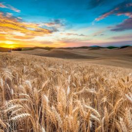 Пшеничное поле (105 фото)