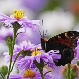 Луг с цветами и бабочками (82 фото)
