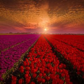 Поля тюльпанов в Нидерландах (80 фото)