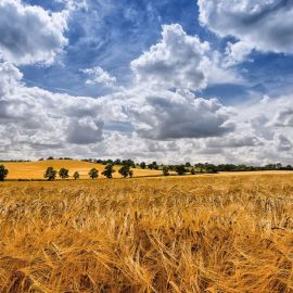 Хлебное поле (65 фото)