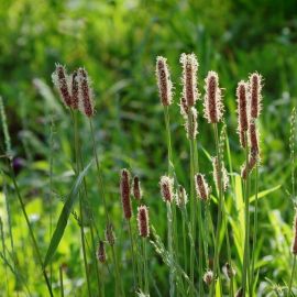 Зубровка трава (103 фото)