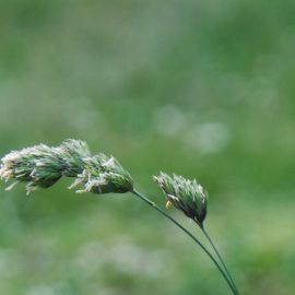 Пиканы трава (94 фото)