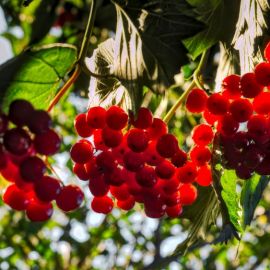 Калина красная ягода (63 фото)