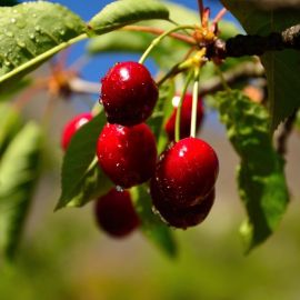 Черешня ягода (66 фото)