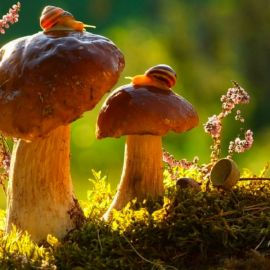 Красивые грибы (94 фото)