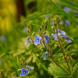 Трава с синими цветочками (44 фото)