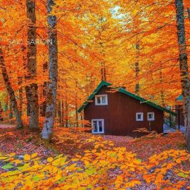 Осень на даче (86 фото)