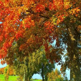 Осеннее дерево (85 фото)