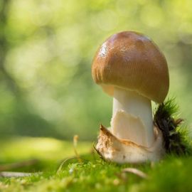 Шлычки грибы (95 фото)