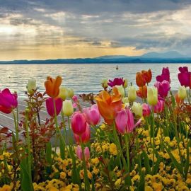 Море цветов (92 фото)