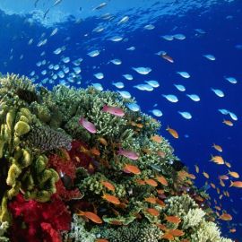 Тихий океан под водой (60 фото)