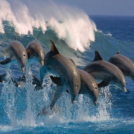 Дельфины в море (59 фото)